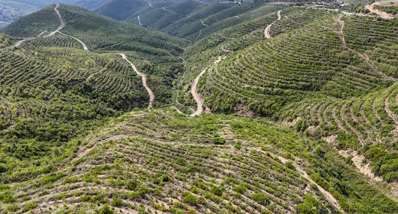 Kozan'da Yangında Kül Olan Ormanlar Yeniden Yeşeriyor