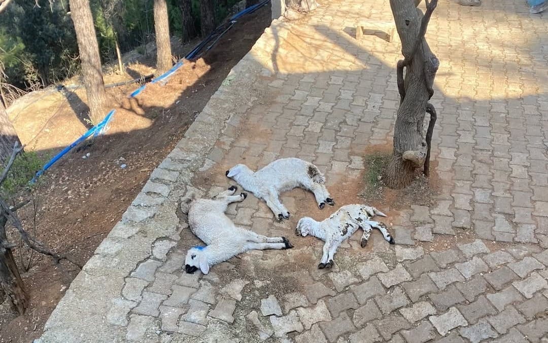 Saimbeyli’de Şap Hastalığı Şüphesi: Himmetli Mahallesi’nde Hayvan Ölümleri Yaşanıyor