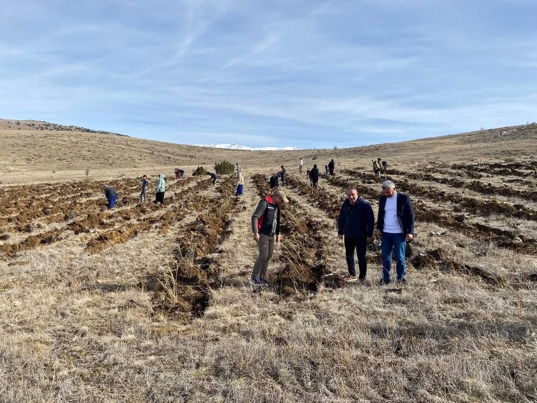 Yüksek Protein, Sıfır Maliyet: Tuz Çalısı Fidanları Tufanbeyli’de Yeşeriyor.