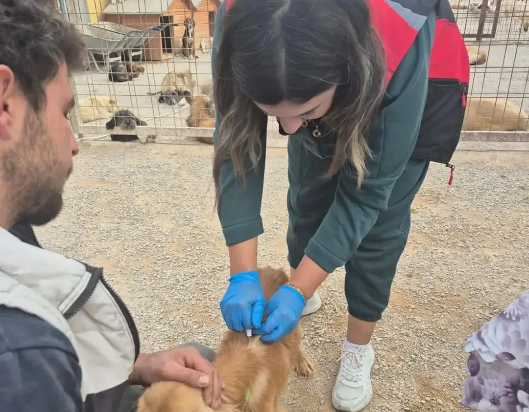 Kedi ve Köpek Sahipleri Dikkat: Çip Taktırmayanlara Ceza Yolda