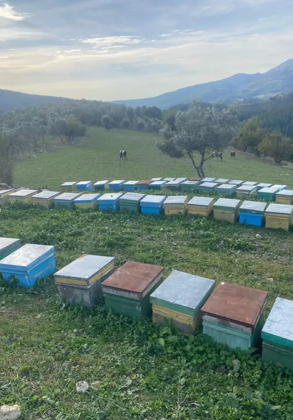 Kozan'da 2025 Yılı Arıcılık Destekleme Tespit Çalışmaları Yapıldı