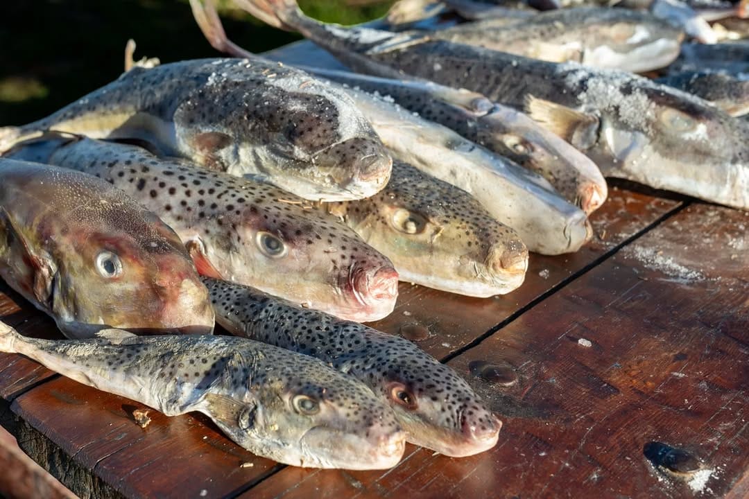 Adana Denizlerinde 4 Günde 128 Bin İstilacı Balon Balığı İmha Edildi