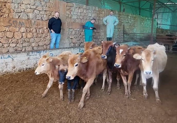 Kozan’da Yerli Güney Sarısı İçin 5.500 TL Destek