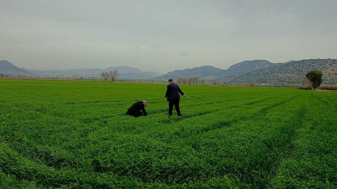 Kozan’da Tarım Arazilerinde Hastalık ve Zararlı Denetimi
