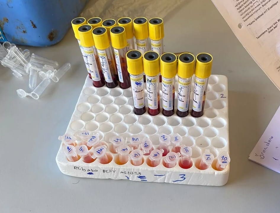 Şap Aşısının Etkinliği Kozan’da Laboratuvar Analizleriyle Ölçülüyor