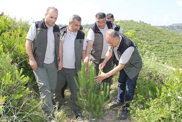 Yandı, Bitti Ama Kül Olmadı: Kozan Ormanları Küllerinden Yeniden Doğdu