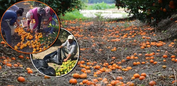 Narenciye Üreticilerine Sineksiz Hasat İçin Acil Çağrı: "Meyve Atıklarını Toplayın!"