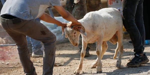 Adana’da Ücretsiz Kurban Kesim Noktaları Belirlendi