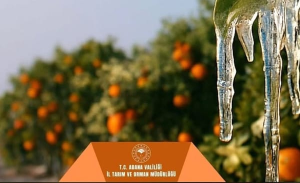 Adanalı Üreticiye 717 Milyon TL 'Don' Desteği! Ödemeler Bu Tarihlerde Hesaplarda