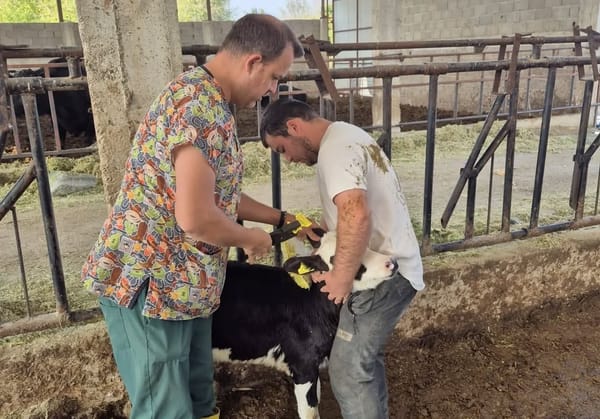 Kozan’da Şap Hastalığıyla Mücadele Kapsamında Büyükbaşlara SAT-1 Aşısı Uygulanıyor