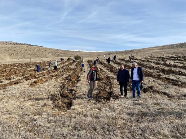 Yüksek Protein, Sıfır Maliyet: Tuz Çalısı Fidanları Tufanbeyli’de Yeşeriyor.