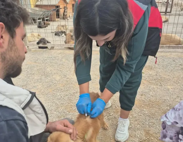 Kedi ve Köpek Sahipleri Dikkat: Çip Taktırmayanlara Ceza Yolda