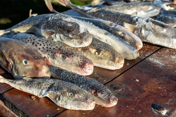 Adana Denizlerinde 4 Günde 128 Bin İstilacı Balon Balığı İmha Edildi