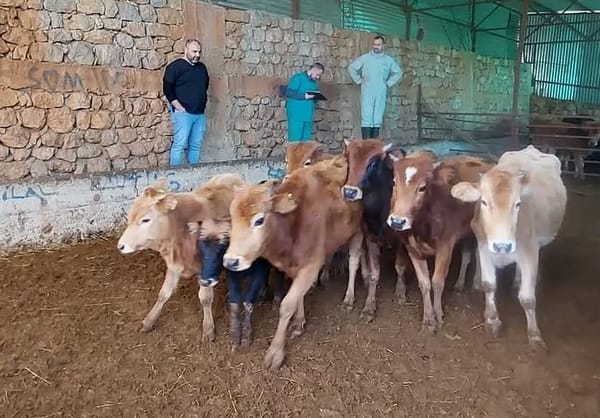 Kozan’da Yerli Güney Sarısı İçin 5.500 TL Destek